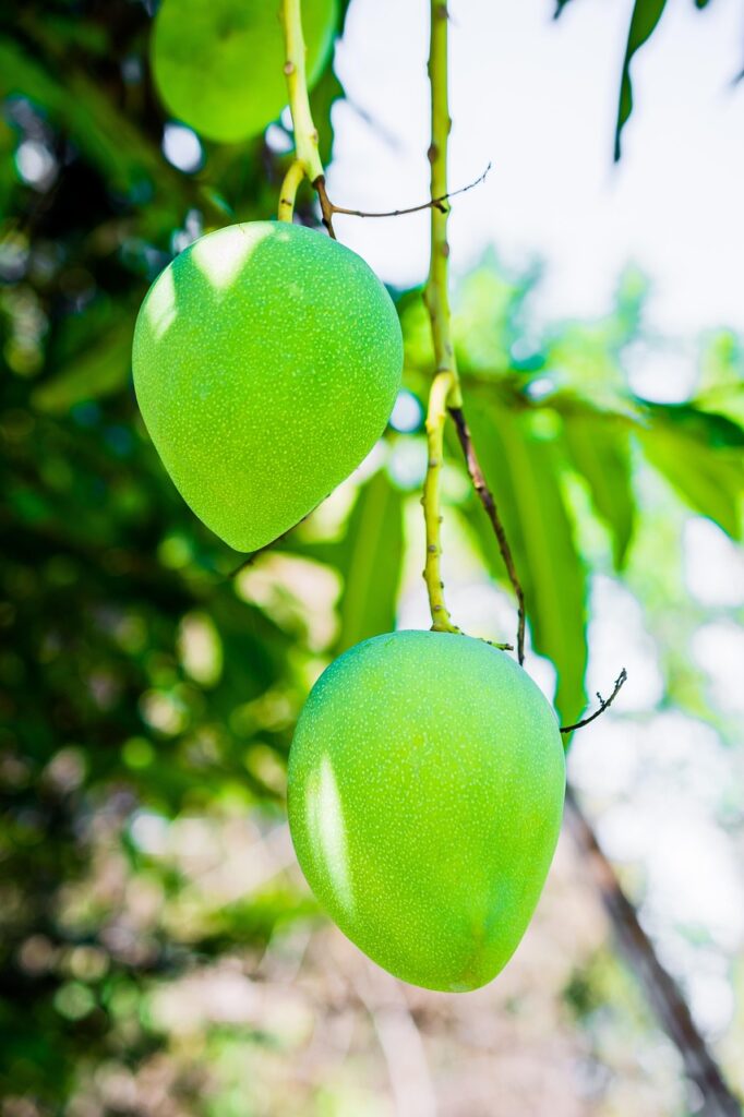 Raw fresh green mangoes. (aam ka achar recipe). Hoe to choose right green mangoes.