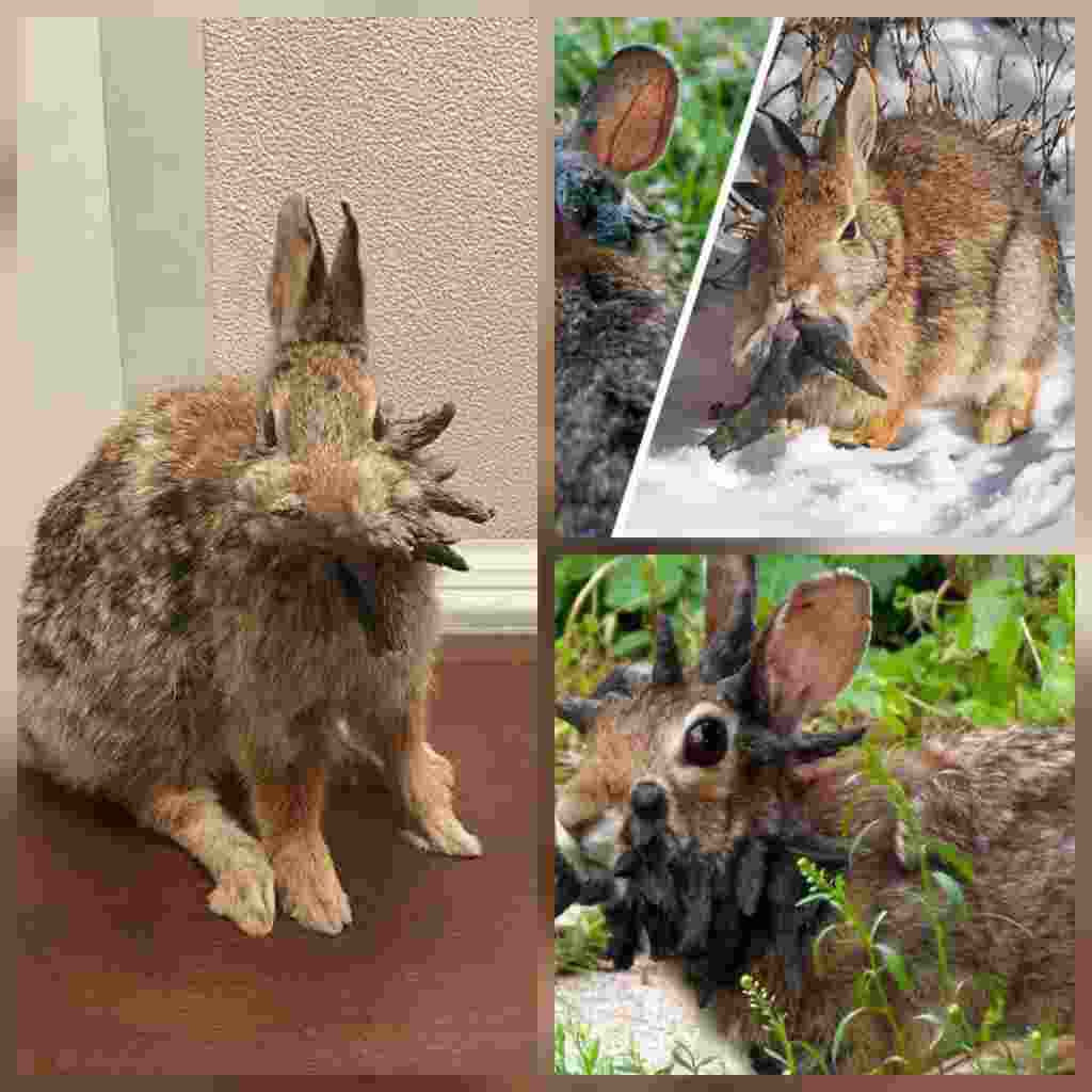 A strange Bizarre virus in the US is turning rabbits into horned, tentacle-like creatures.