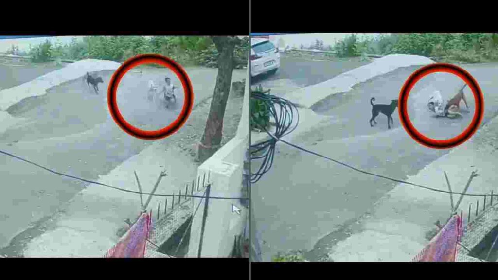 A five-year-old boy in Udaipur was attacked by stray dogs