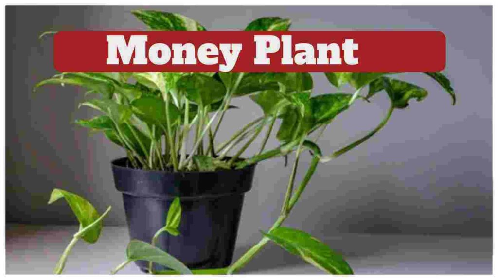 Money Plant Vastu